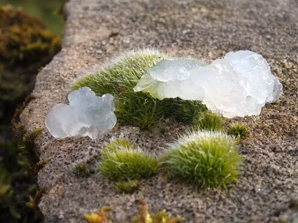 Các nhà khoa học do Hiệp hội Địa lý Quốc gia Mỹ ủy quyền đã thực hiện các thử nghiệm trên các mẫu được phát hiện nhưng đã không tìm thấy bất kỳ DNA nào trong mẫu vật.