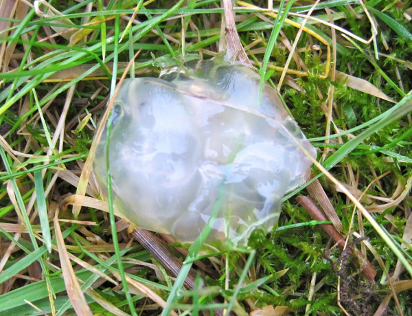 Theo quan sát của các nhà khoa học về cấu tạo thạch sao ở Scotland, họ ủng hộ giả thuyết rằng một chúng là ống dẫn trứng của ếch hoặc cóc bị các sinh vật ăn loài lưỡng cư nôn ra.