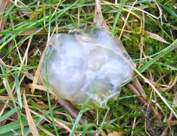 Theo quan sát của các nhà khoa học về cấu tạo thạch sao ở Scotland, họ ủng hộ giả thuyết rằng một chúng là ống dẫn trứng của ếch hoặc cóc bị các sinh vật ăn loài lưỡng cư nôn ra.