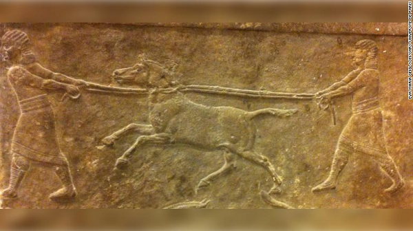 2 loài này hiện nay đã không còn tồn tại trên thế giới, một kiểu "quái vật Chimera". Quái vật Chimera là một sản phẩm tưởng tượng trong thần thoại Hy Lạp, mang các bộ phận cơ thể từ các loài khác nhau vì là "con lai".