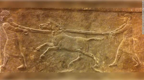 2 loài này hiện nay đã không còn tồn tại trên thế giới, một kiểu "quái vật Chimera". Quái vật Chimera là một sản phẩm tưởng tượng trong thần thoại Hy Lạp, mang các bộ phận cơ thể từ các loài khác nhau vì là "con lai".