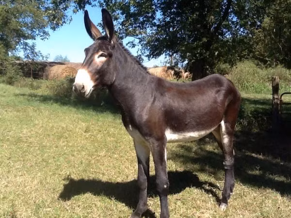 Tuy nhiên chính bộ xương 11.000 tuổi này cho thấy lừa hoang Syria từng lớn hơn nhiều cá thể đã chết trong vườn thú và rất có thể nó vẫn còn to lớn cho đến thời văn minh Lưỡng Hà, nên là "người cha" hợp lý của Kunga.
