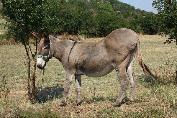 Các nhà khoa học đã phải đối chiếu bộ gene với xương của một con lừa hoang Syria 11.000 tuổi được khai quật trước đó.