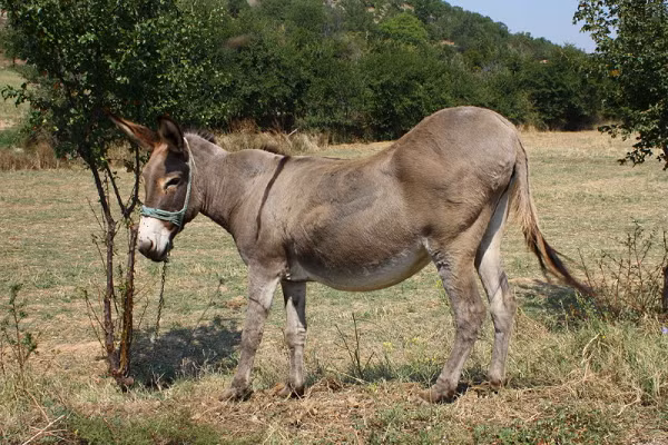 Các nhà khoa học đã phải đối chiếu bộ gene với xương của một con lừa hoang Syria 11.000 tuổi được khai quật trước đó.