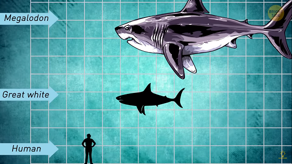 Điều khiến giới khoa học sửng sốt là rốt cuộc, sinh vật nào có khả năng làm tổn thương cá mập trắng đến mức như vậy? Cá mập trắng vốn dĩ là loài thống trị đại dương. Chúng hầu như không có kẻ thù tự nhiên nào ngoài cá voi sát thủ.