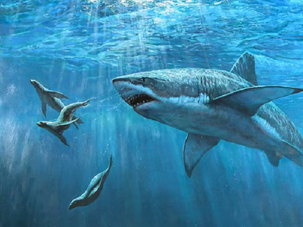 Cá mập Megalodon đã tuyệt chủng khoảng 1,6 triệu năm trước. Nhưng một số người không hài lòng với điều này và tin rằng chúng có thể vẫn tồn tại. Một vài tài liệu (có sử dụng cảnh quay giả) đã khiến nhiều người tin rằng Megalodon vẫn đang lẩn trốn trong đại dương.