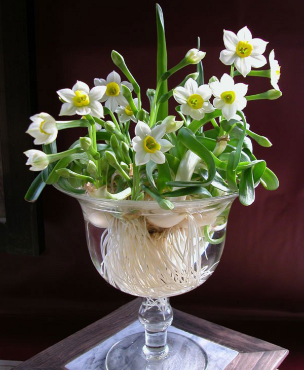 Loài hoa tượng trưng cho sự may mắn, trường thọ, giàu sang phú quý, tài lộc sung túc. Theo phong thủy, hoa thủy tiên có tác dụng khử tà, mang lại cát tường, tăng thêm tài khí cho gia chủ. Chính vì vây, hoa thủy tiên được rất nhiều gia đình lựa chọn trang trí trong nhà.