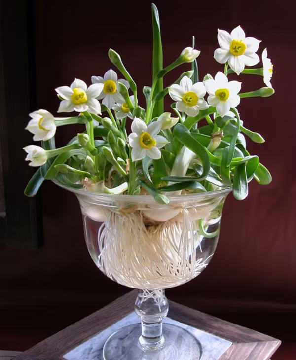 Loài hoa tượng trưng cho sự may mắn, trường thọ, giàu sang phú quý, tài lộc sung túc. Theo phong thủy, hoa thủy tiên có tác dụng khử tà, mang lại cát tường, tăng thêm tài khí cho gia chủ. Chính vì vây, hoa thủy tiên được rất nhiều gia đình lựa chọn trang trí trong nhà.