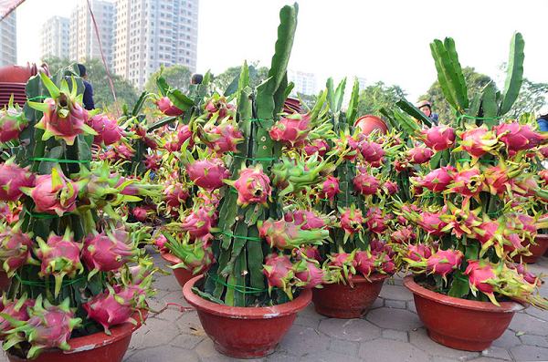 Thanh long có nghĩa là rồng xanh, khi tặng nhau mang ý nghĩa phú quý, sức khỏe, tài lộc trong dịp đầu năm. Một chậu thanh long được tạo từ nhiều cành ghép lại với nhau và có rất nhiều trái mọc san sát trên cành mang ý nghĩa sum họp đầy đủ.