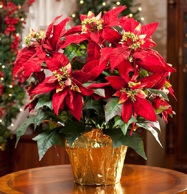 Cây trạng nguyên là biểu tượng cho sự thành đạt, đỗ đạt trong con đường học hành. Với màu sắc đỏ thắm, cây trạng nguyên vừa mang lại hạnh phúc, may mắn vừa mang lại thành công cho các thành viên trong gia đình.