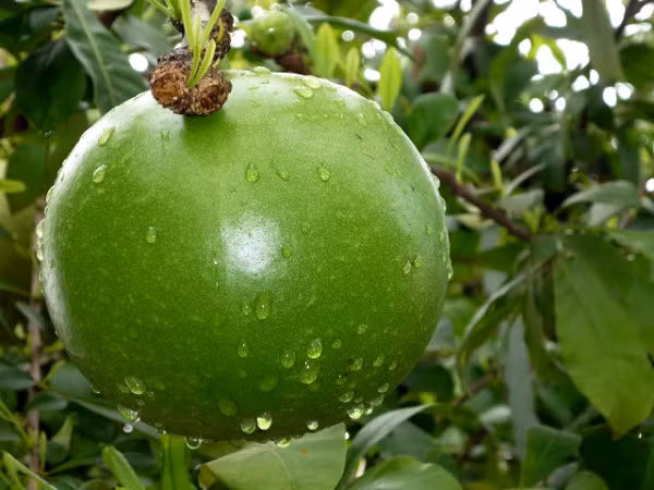 Cây đào tiên được yêu quý và trồng nhiều vậy là do cây có sức sống rất mãnh liệt: Chỉ cần 1 cành nhỏ cắm xuống đất, ngay cả những nơi đất khô cằn nhất thì cành cây này vẫn có thể phát triển được, lá cây luôn xanh tốt quanh năm chính vì lý do ấy nên dân gian gọi là cây trường sinh.