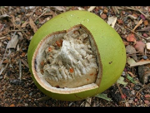 Đúng như tên gọi của nó, quả Đào Tiên có thể dùng để tăng cường tuổi thọ. Trái Đào Tiên khi chín sẽ được bổ ra, bỏ hạt và ăn như một loại trái cây thông thường.