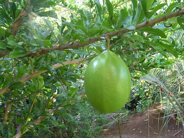 Dùng 100g cơm của trái Đào Tiên cho vào 500ml rượu gạo truyền thống để ủ trong bình thủy tinh kín khoảng 10 ngày. Mỗi ngày uống 2 – 3 lần, mỗi lần 10ml trước bữa ăn để cải thiện tiêu hóa, tăng cường trao đổi chất và giúp ngon miệng hơn.