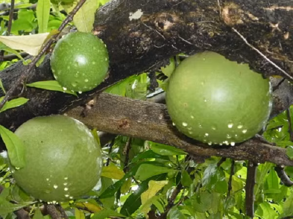 Muốn dùng trái Đào Tiên để làm nhuận tràng, tẩy xổ thì có thể chế biến thành mứt dẻo. Mỗi ngày sau bữa ăn dùng khoảng 10g.