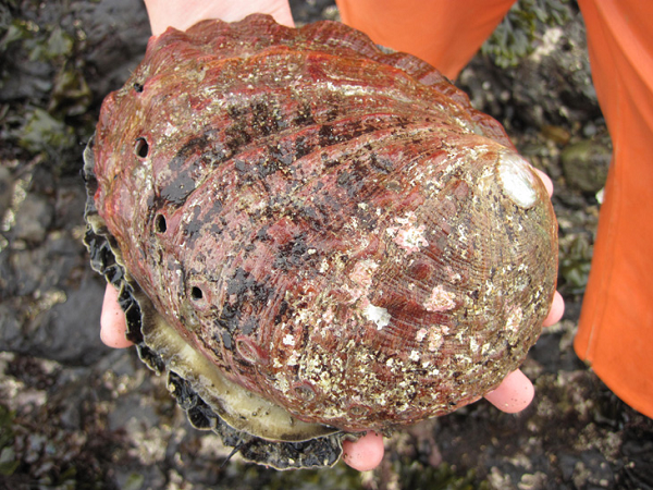 Sau đó cả nhà đã cùng nhau sơ chế và thưởng thức món bào ngư tươi ngon này. Nhưng thật bất ngờ, sau khi người cha mở con bào ngư ra thì một thứ gì đó sáng bóng lại ẩn hiện bên dưới.