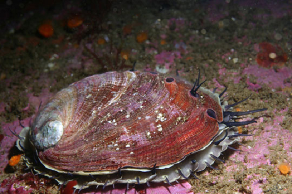 Con bào ngư đỏ mà cô gái nhặt được không chỉ là một trong những loài bào ngư lớn nhất trên thế giới, bào ngư đỏ còn nổi tiếng với việc sản xuất ra những viên ngọc trai lớn.