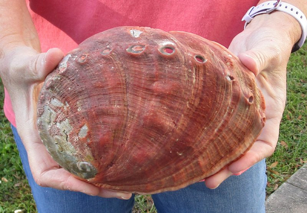 Sau khi quan sát kỹ hơn, ông vô cùng vui sướng khi phát hiện ra một viên ngọc bào ngư vô cùng quý hiếm và giá trị. Dù không tiết lộ số tiền bán viên ngọc bào ngư nhưng chắc chắn rằng nó đã khiến gia đình cô gái đổi đời.