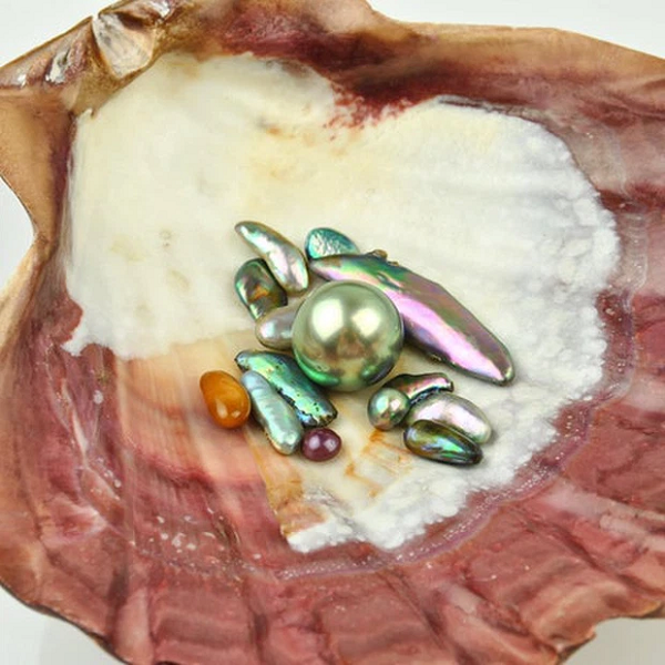 Người cha đã quan sát kỹ "hòn đá" và tra cứu thêm trên mạng, từ đó xác định được "hòn đá" mà con gái ông nhặt được là một con bào ngư đỏ.