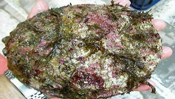 Cách đây nhiều năm, một cô gái sống ở phía Bắc California, Mỹ tình cờ tìm thấy một vật thể kỳ lạ trông giống như hòn đá, được bao phủ bởi rong biển và rêu khi đang đi dạo trên biển.