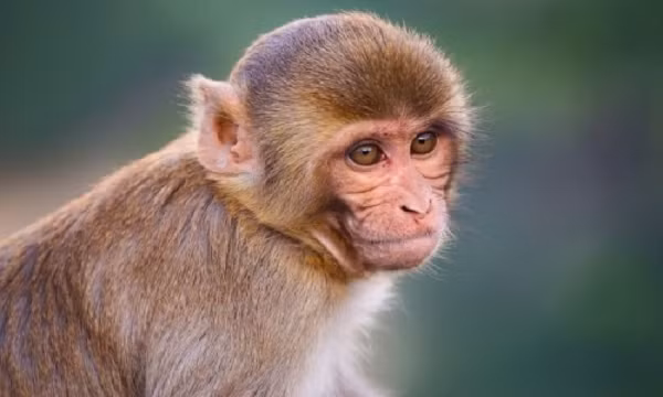 Hơn 1.000 con khỉ vàng được nuôi trên đảo Rều phục vụ sản xuất văcxin và các công trình nghiên cứu y học. Đây là những chú khỉ được nuôi để sản xuất văcxin bại liệt và phục vụ nhiều công trình nghiên cứu y học.