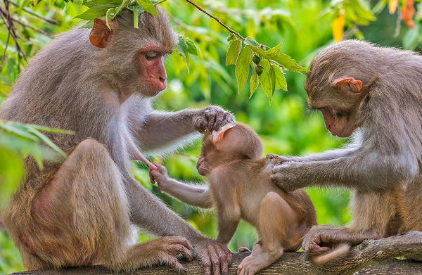 Từ vùng rất lạnh tới vùng nóng gần 50 °C, từ nơi rất khô tới nơi có lượng mưa hàng năm 10.000 mm và từ độ cao so với mặt nước biển tới 3.050m. Chúng thích sống trong các khu rừng nguyên sinh, thứ sinh, rừng khô, rừng hỗn giao, rừng tre nứa, rừng ngập nước, rừng thưa nhiệt đới, rừng thông, cây bụi, rừng ẩm nhiệt đới, gần khu nông nghiệp.