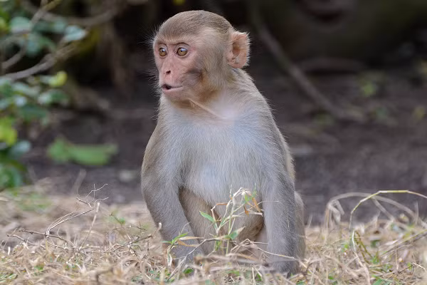 Khỉ vàng (Macaca mulatta) là một trong 5 loài Khỉ sinh sống tại Việt Nam được đưa vào danh lục các loài động vật rừng nguy cấp, quý hiếm thuộc nhóm IIB, Nghị định số 06/2019/NĐ-CP ngày 22 tháng 01 năm 2019.