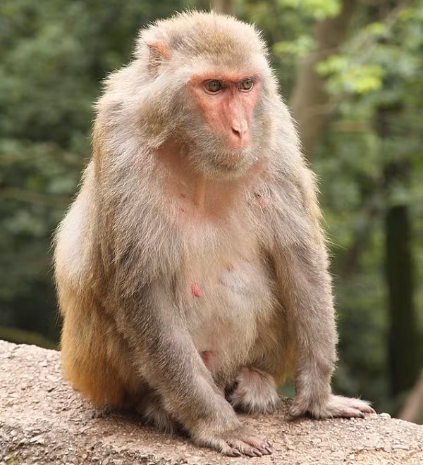 Vì vậy Ngày 20-1, hạt Kiểm lâm Hòa Vang, TP Đà Nẵng đã tiến hành thả một cá thể khỉ vàng nặng 5kg về Khu Bảo tồn thiên nhiên Bà Nà – Núi Chúa.