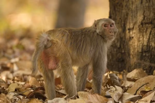 Khỉ vàng có thân màu nâu vàng. Con trưởng thành mặt có màu đỏ. Lông trên đỉnh đầu rất ngắn. Phía sau thân màu nâu nhạt hơn phía trước. Đuôi có độ dài trung bình ngắn hơn 3/4 chiều dài đầu và thân, được phủ một lớp lông tốt.