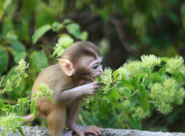 Từ năm 1975 trở lại đây tình trạng của phân loài thay đổi rõ rệt. Số lượng quần thể giảm mạnh. Số lượng tiểu quần thể hiện nay khoảng 50 do nơi cư trú bị xâm hại, rừng bị chặt phá, diện tích rừng tự nhiên bị thu hẹp và đây là đối tượng săn bắt để lấy thịt, nấu cao, buôn bán và xuất khẩu.