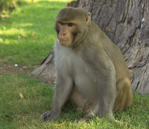 Vùng mông ngoài và đùi có màu hung đỏ. Da quanh chai mông tròn, không có lông. Khỉ cái mang thai khoảng 6 tháng, đẻ một con và nuôi con nhỏ bằng sữa. Tuy nhiên, cũng có trường hợp khỉ cái đẻ sinh đôi. Khỉ vàng 4 tuổi là trưởng thành, chúng có tuổi thọ trung bình 25 năm.