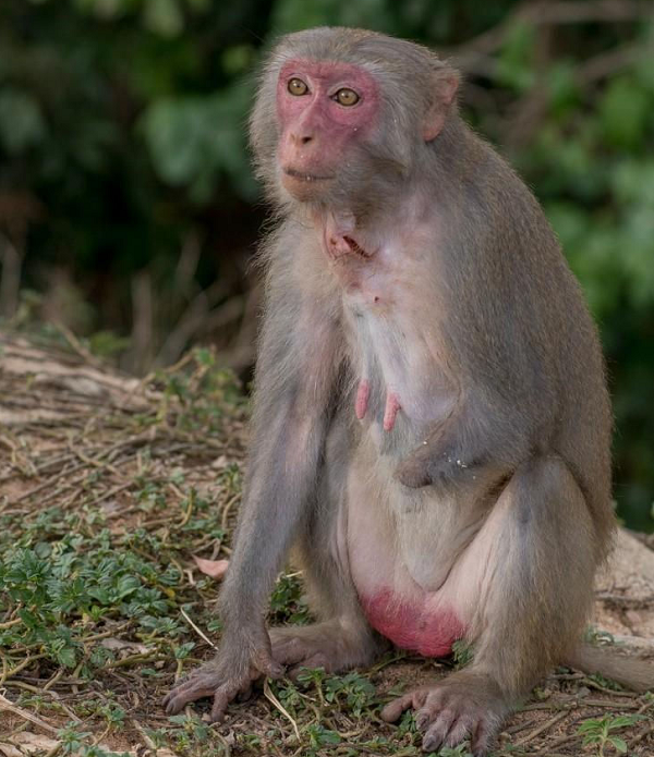 Từ năm 1962, khỉ vàng bắt đầu được nuôi theo phương pháp bán tự nhiên tại trại chăn nuôi đảo Rều, khỉ vàng tổ chức nhân nuôi với số lượng hàng nghìn con để sản xuất vacxin từ đó đảo Rều có một vương quốc khỉ vàng quần tụ sinh sống.