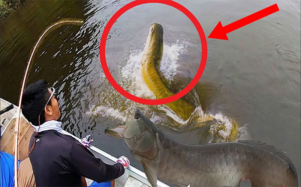 Khi đi câu tại một con sông chảy qua khu rừng rậm Guyana thuộc Nam Mỹ, người đàn ông đã bất ngờ kéo lên được một con thủy quái có lớp vảy lớn giống như vảy rồng.