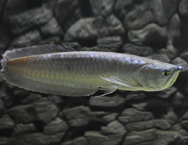 Cá rồng Ngân Long có kích thước tối đa 1,2 mét, vảy to, hàm dưới trề, thân hình trông giống như con dao bầu và không nằm trong danh sách loài cá phải bảo vệ.