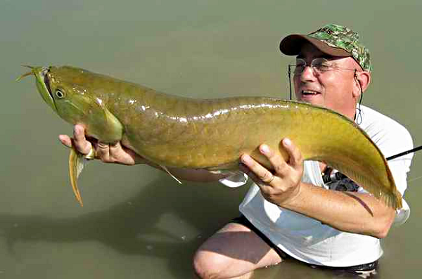 Loài cá này được du nhập vào nước ta vào những năm 1980. Chúng là loài cá có giá thành rẻ nhất trong các loài cá rồng nên rất được những người mới chơi cá cảnh ưa thích và lựa chọn.