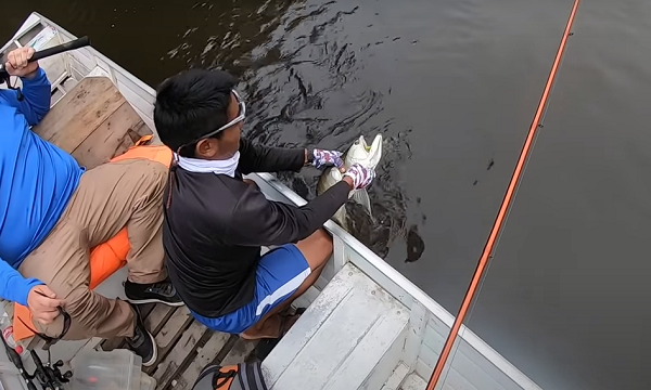 Mặc dù là một cần thủ đầy kinh nghiệm nhưng ông lại khá bất ngờ với sinh vật này và gọi nó là "quái vật kỳ lạ" mà mình chưa từng bắt được trước đó.