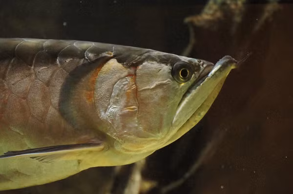 Cá rồng Ngân Long sở hữu màu bạc toàn thân, kích thước tương đối lớn, cơ thể dài, và một cái đuôi nhọn với vây lưng và vây hậu môn kéo dài về phía vây đuôi nhỏ, nơi chúng gần như hợp nhất.