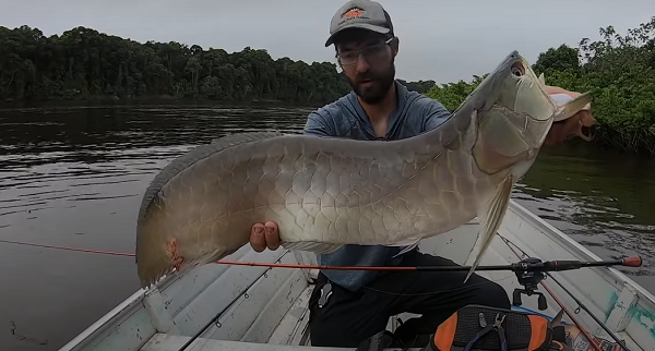 Sau khi tìm hiểu, thì ra đây chính là loài cá rồng Ngân Long (danh pháp khoa học: Osteoglossum bicirrhosum). Cá rồng Ngân Long chủ yếu sinh sống ở lưu vực sông Amazon, sông Rupununi (Guyana) và Oyapock (French Guyana) của Nam Mỹ.