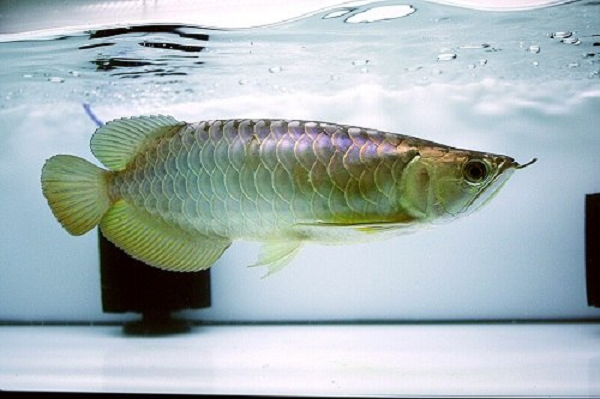 Điều này có phần khác khi mà cá rồng châu Á và châu Úc có vây lưng và vây hậu môn ngắn lùi xa về phía sau, vây ngực và đuôi khá lớn so với thân mình.