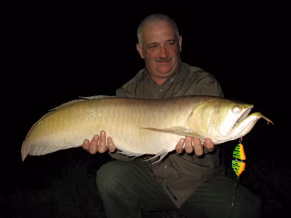 Tuổi thọ của cá rồng Ngân Long có thể lên đến 20 năm. Ngoài môi trường tự nhiên, cá rồng sống ở sông rạch và đầm lầy. Khi mực nước rút, chúng có thể tụ tập thành bầy đi săn mồi.