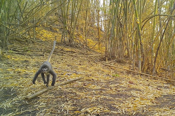 Hầu hết vùng sông Mê Kông - bao gồm Việt Nam, Campuchia, Lào, Thái Lan và Myanmar - vẫn chưa được khám phá nhiều và mỗi năm hàng chục loài mới được tìm thấy ở đây.