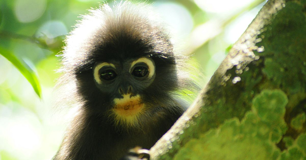 Sự khác biệt giữa các loài Trachypithecus là rất tinh tế, chủ yếu liên quan đến màu lông, chiều dài đuôi, kích thước răng hàm và hình dạng hộp sọ của chúng.