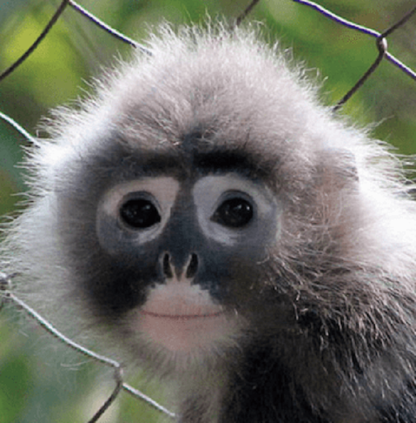 Nhiều nghiên cứu đã được thực hiện liên quan đến 20 loài đã biết nhưng lịch sử tiến hóa của chúng vẫn là một điều bí ẩn.