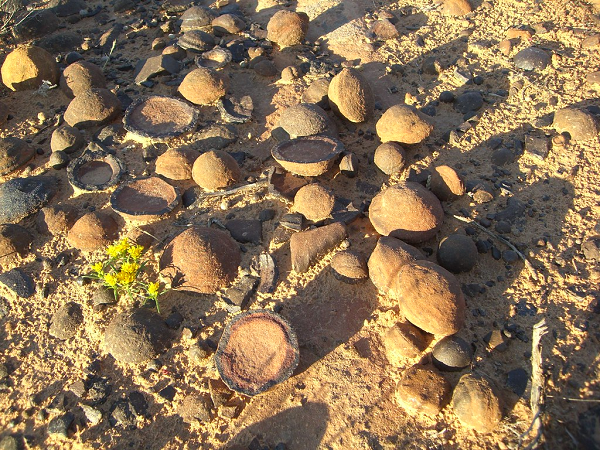 Cremo và một số nhà nghiên cứu khác ủng hộ quan điểm cho rằng, các oopart trên chính là bằng chứng của nền văn minh tiên tiến thời tiền sử.