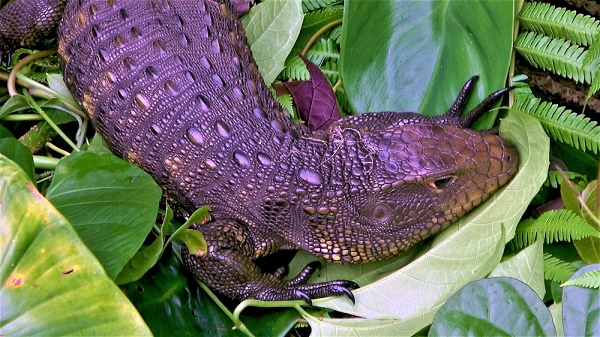 Không chỉ giống vẻ ngoài, thằn lằn Caiman còn có lớp mí mắt thứ 3 giúp bảo vệ đôi mắt của chúng khi bơi dưới nước giống như cá sấu. Tuy vậy các nhà khoa học vẫn còn biết rất ít thông tin về loài thằn lằn kỳ lạ này.