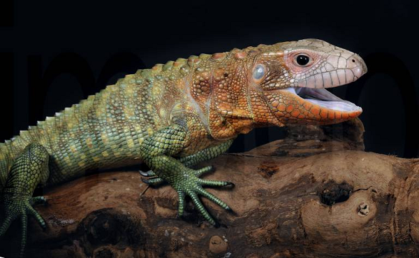 Thằn lằn caiman có thể dài tới 1,2 m và nặng tới 4,5kg. Đầu của chúng khá cồng kềnh và thường có màu đỏ hoặc cam. Chúng có một cái đuôi dài và dẹt để hỗ trợ cho việc bơi lội.