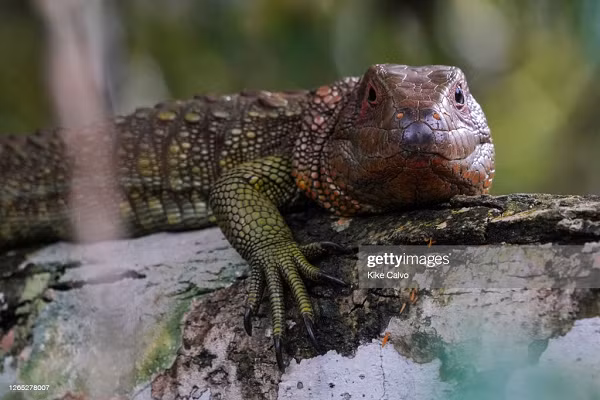 Thằn lằn caiman dành phần lớn thời gian ngâm mình dưới nước. Vào ban đêm, chúng thường trốn trong các bụi cây và bụi rậm.