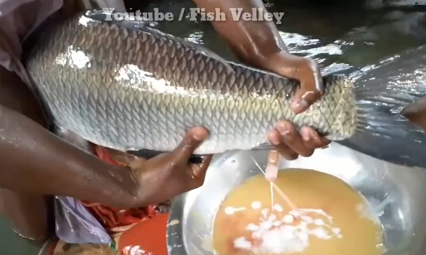 Quá trình cũng giống như với cá cái, một người đàn ông sẽ bắt cá đực rồi nặn ở bụng cá ra chất lỏng màu trắng (chính là tinh trùng của cá đực). (Nguồn: Youtube Fish Velley)