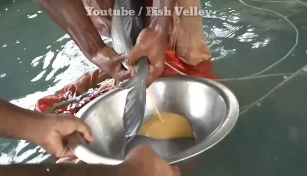 Chất lỏng này có màu vàng và sền sệt vô cùng kỳ lạ. Nhiều người đã thất kinh khi không hiểu lý do họ làm hành động này. (Nguồn: Youtube Fish Velley)