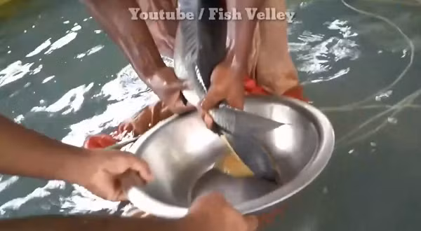 Anh nặn dọc bụng con cá để chất lỏng từ đó chảy xuống chiếc thau được một người khác hứng bên dưới. (Nguồn: Youtube Fish Velley)