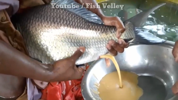 Hóa ra hai người đàn ông này đang lấy trứng cá chép Nam Á (Tên khoa học: Catla catla). (Nguồn: Youtube Fish Velley)